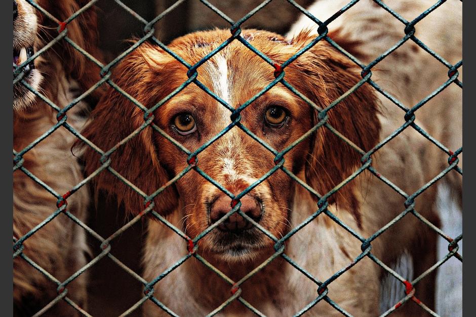 Las autoridades ya iniciaron un proceso en contra de los responsables. (Foto: Pixabay)