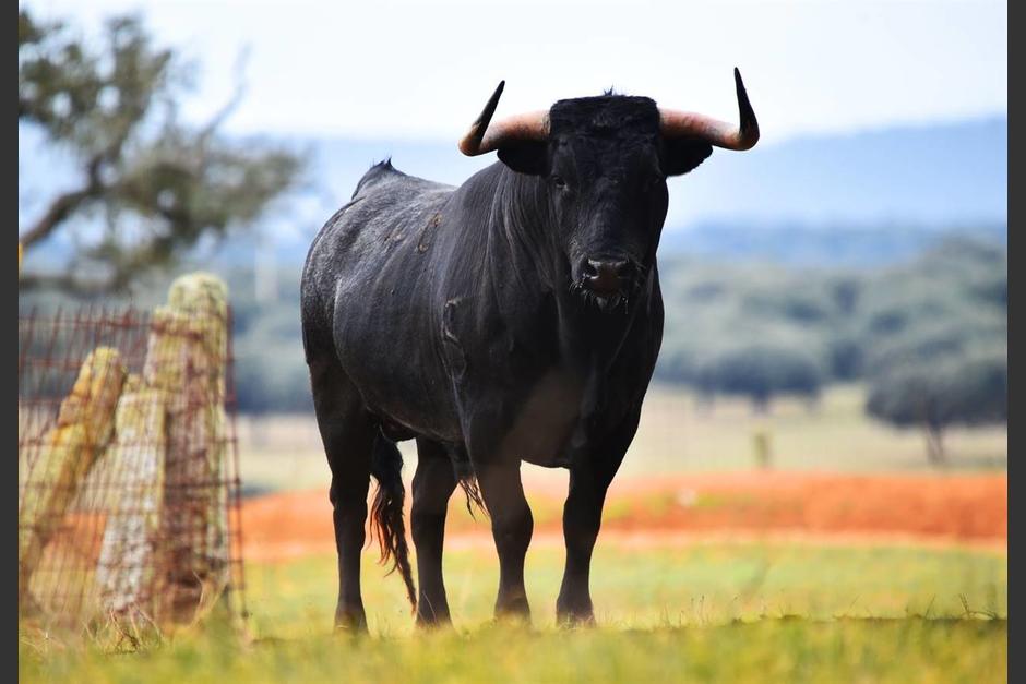 Un toro suelto asustó a pobladores de una aldea de Cuilapa. (Foto ilustrativa: Clara) 