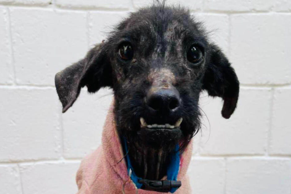 Piraña robó el corazón de los guatemaltecos y ahora necesita apoyo. (Foto: Dirección Bienestar Animal Muniguate)