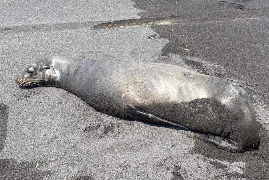 El león marino fue encontrado en Champerico. (Foto: Noticiero 1108)