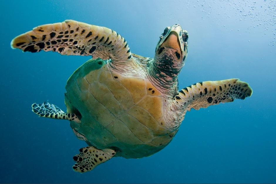 Guatemala es un país en el que existen y llegan diversos tipos de tortugas. (Foto: Pixabay)