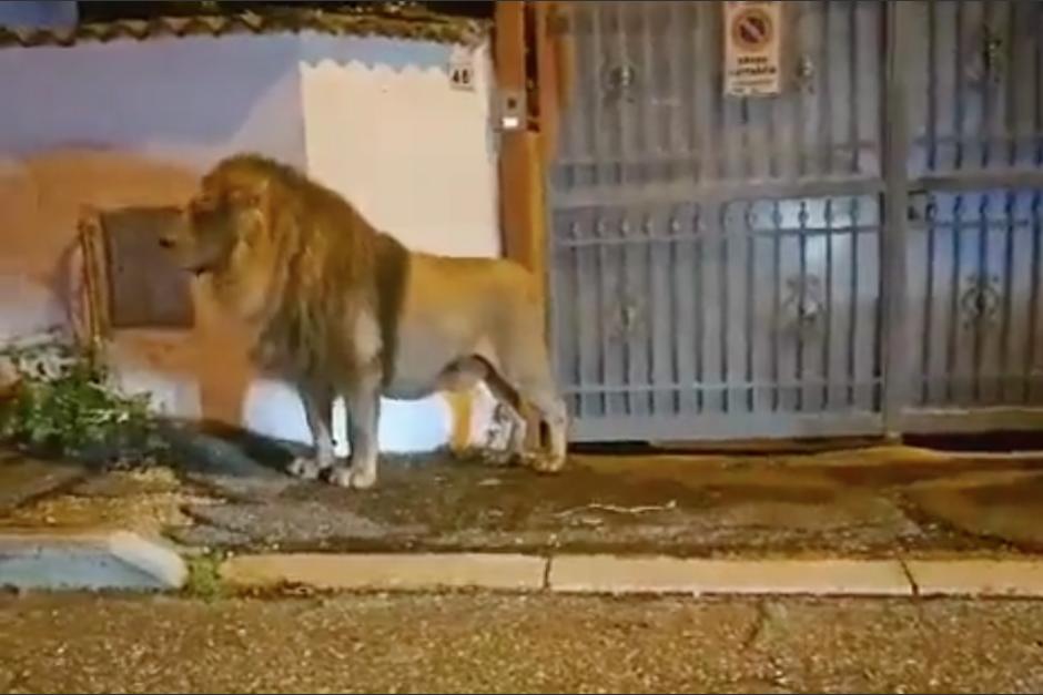 La búsqueda y captura del animal requirió a un gran número de personas, entre los que estaban voluntarios. (Foto: Captura de video) 