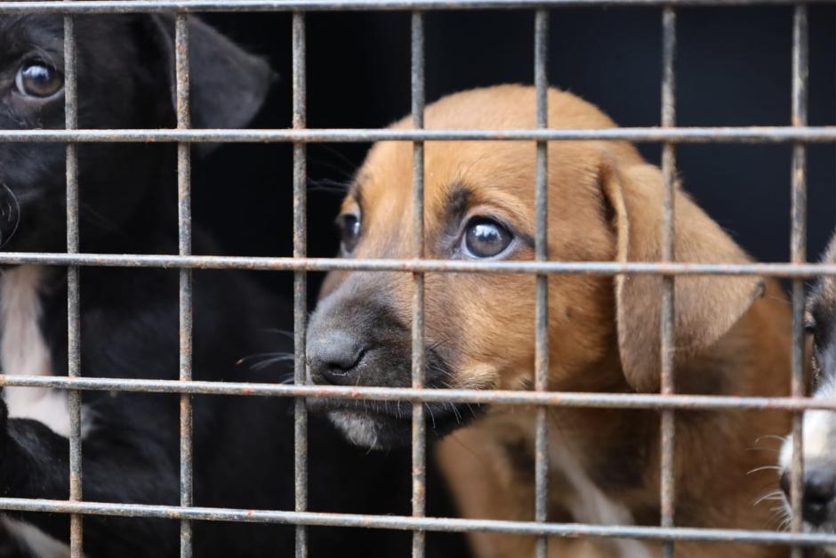 Tras su recuperación los perros serán puestos en adopción responsable a través de una asociación protectora de animales registrada ante la institución. (Foto: MAGA