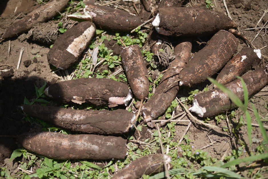 Yuca de excelente calidad se cultiva en este departamento. (Foto: Ángel Revolorio/Colaborador)