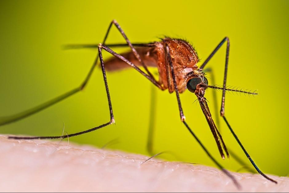 El 20 de agosto se celebra el Día Mundial del Mosquito. (Foto: X)