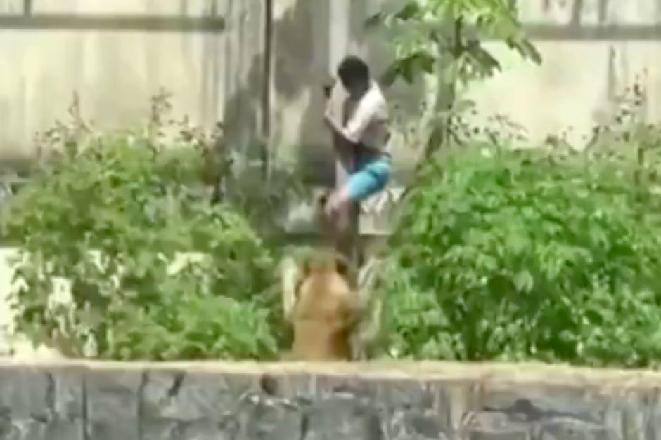 La leona atacó al joven luego de invadir su jaula en un zoológico en Brasil. (Foto: captura de video)