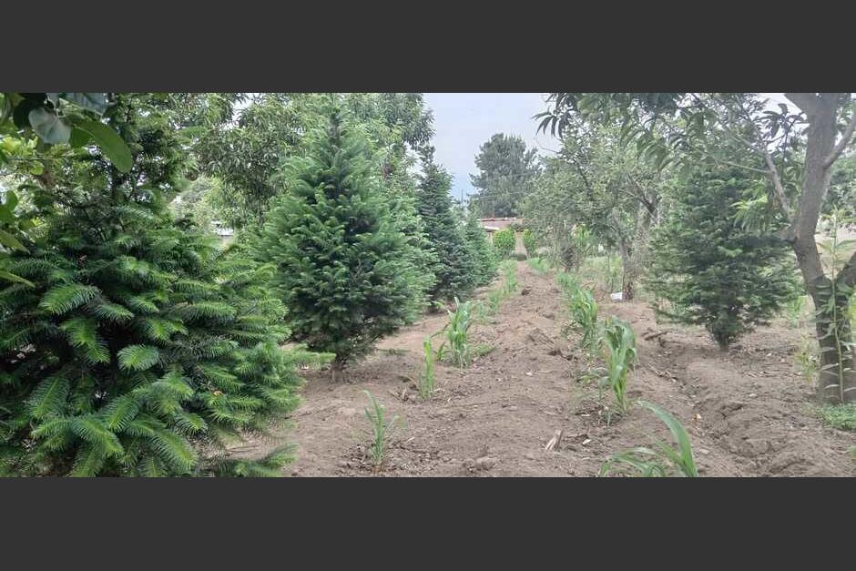 En Pasac, Cantel, tiene su plantación de pinabete. (Foto: Erick Colop/Colaborador)