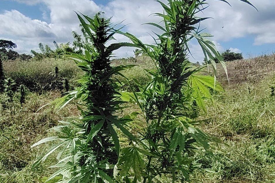 En el lugar se encontraban más de 13 mil matas de marihuana. (Foto: PNC)