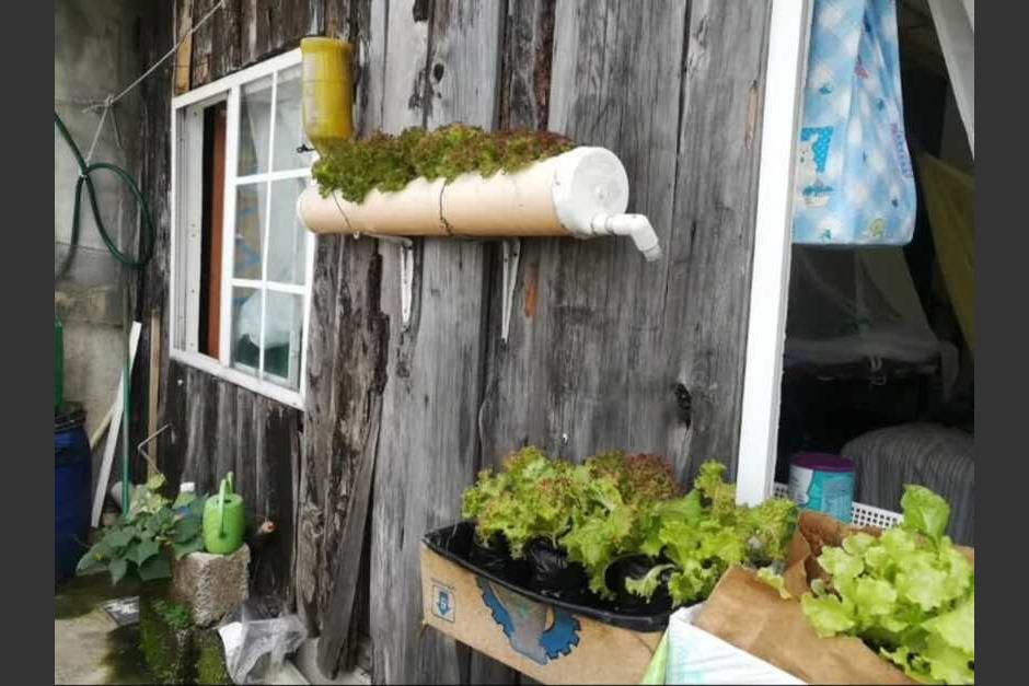 Así se puede cosechar verduras en casa. (Foto: Rudy López/Colaborador)