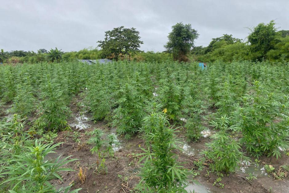 En la plantación se encontraban casi 28 mil matas de marihuana. (Foto: PNC)