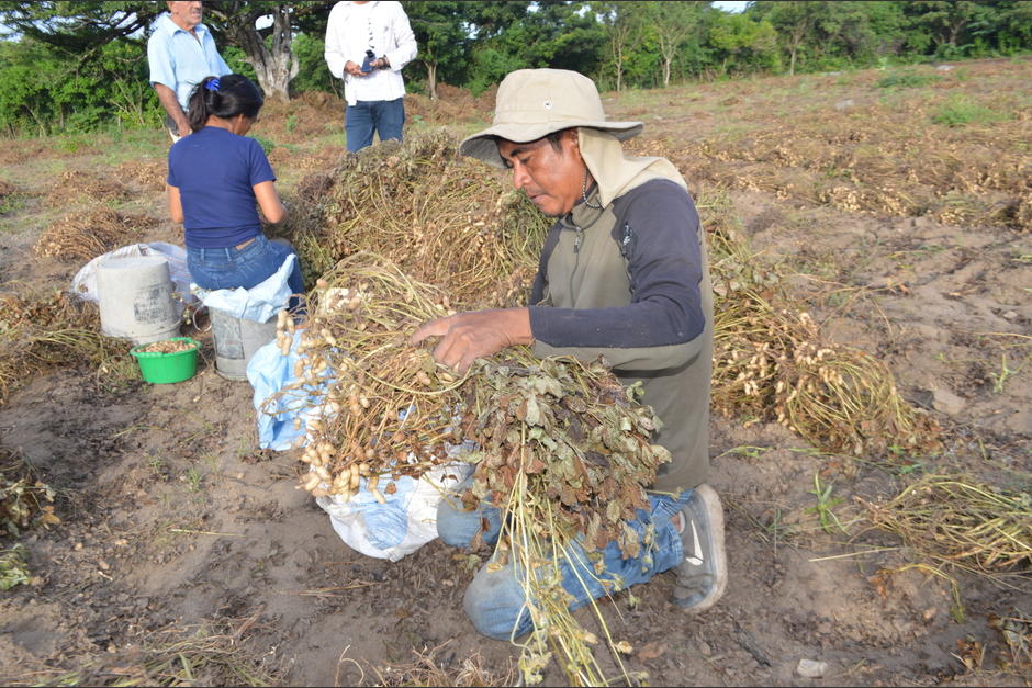 Cosecha de manía en Oriente: Productor da empleo a más de 12 familias. (Foto: Juan Carlos Aquino/Colaborador) 