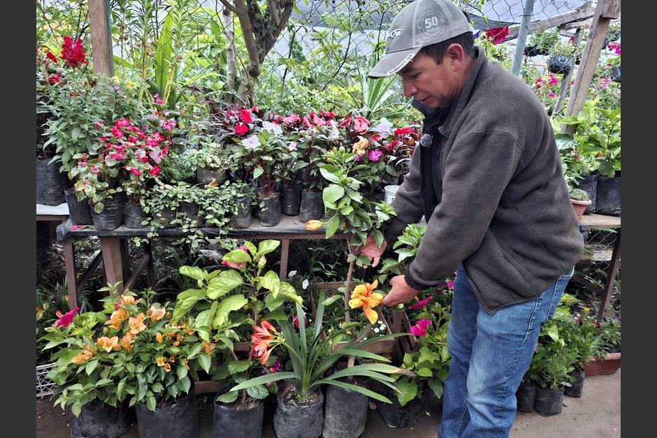 Mario Sánchez muestra con orgullo las flores que cultiva en su emprendimiento Vivero Semillas de Fe. (Foto: Josué Ardeano/Colaborador)