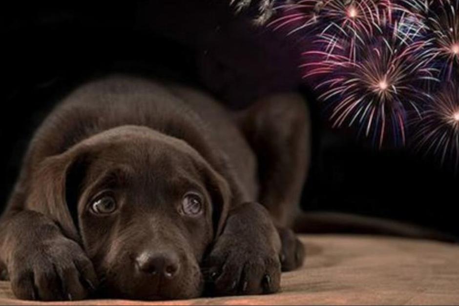 MAGA pide tener precaución con las mascotas en esta época del año. (Foto: Archivo / Soy502)