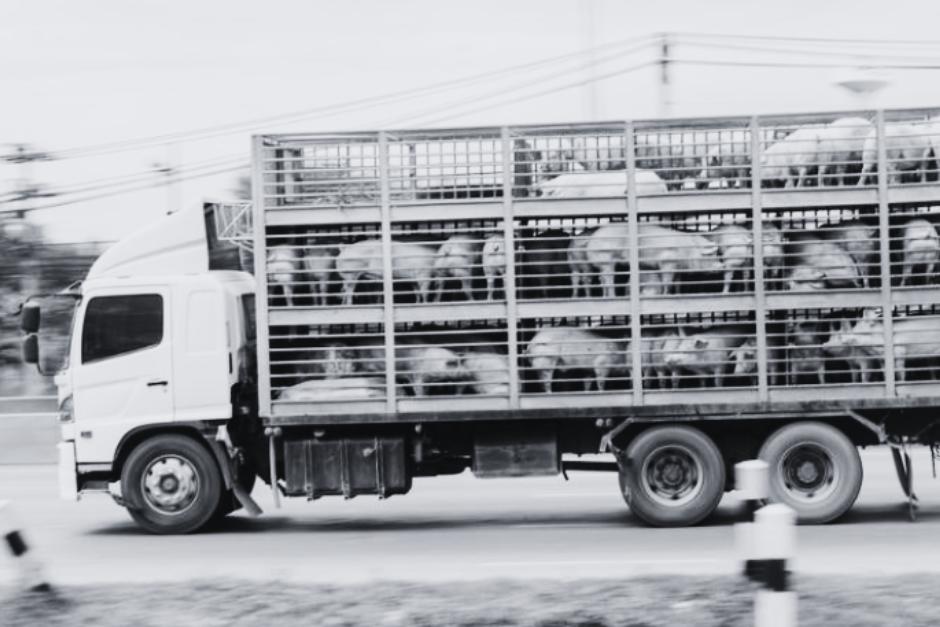 Se estima perdida de miles de quetzales debido al percance. (Foto: Shutterstock/Soy502)