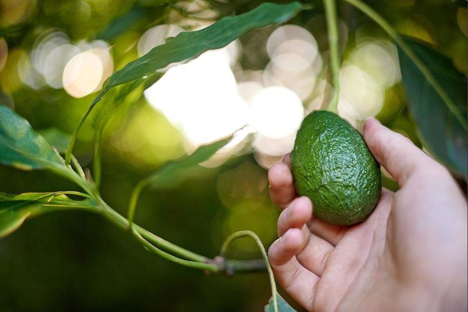 Descubre el truco viral para saber si está listo para comer. (Foto: Shutterstock)