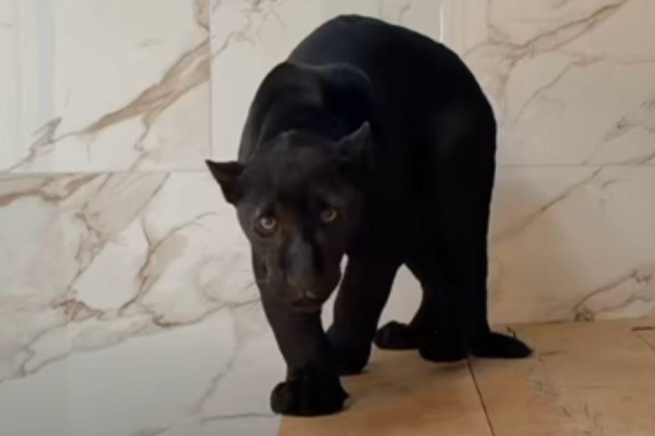 El jaguar recibió atención médica tras su hallazgo. (Foto: captura de video)