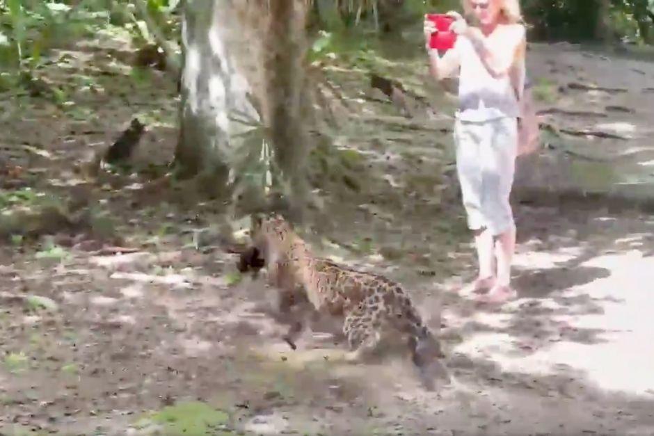 El jaguar cazó a un coatí ante la miradas de algunos turistas. (Foto: captura de video)
