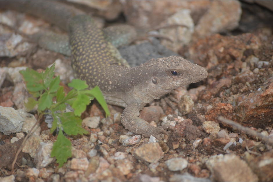 El sitio busca proteger la fauna propia de la región. (Foto: Juan Carlos Aquino/Colaborador)