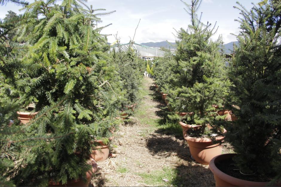 El pinabete debe tener marchamo oficial para su compra. (Foto: Fredy Hernández/Soy502)