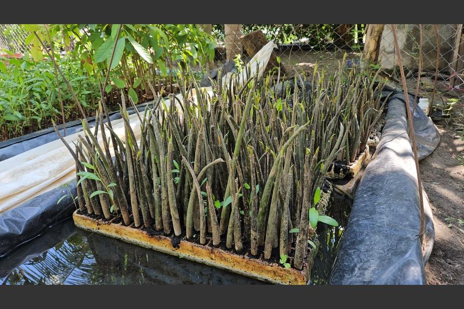 En la cabecera departamental se han implementado esfuerzos por recuperar la cobertura de manglares. (Foto: Marvin Pos/Colaborador)