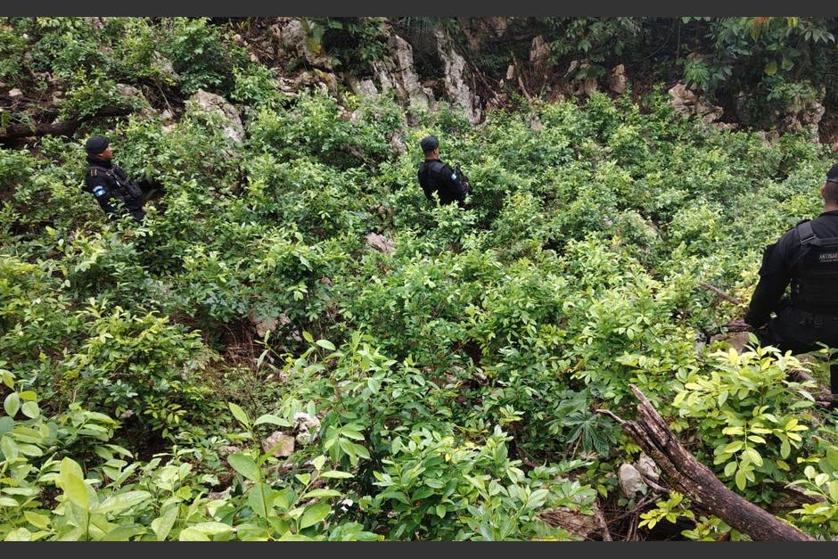 Los arbustos fueron erradicados en Petén. (Foto: PNC)