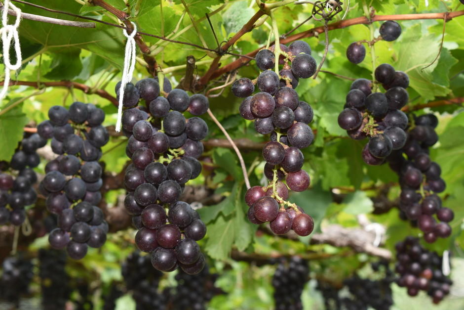Don Manuel indica que dos veces en el año cosecha la fruta, para verano y previo a la temporada navideña. (Foto: Wilder López/Colaborador)