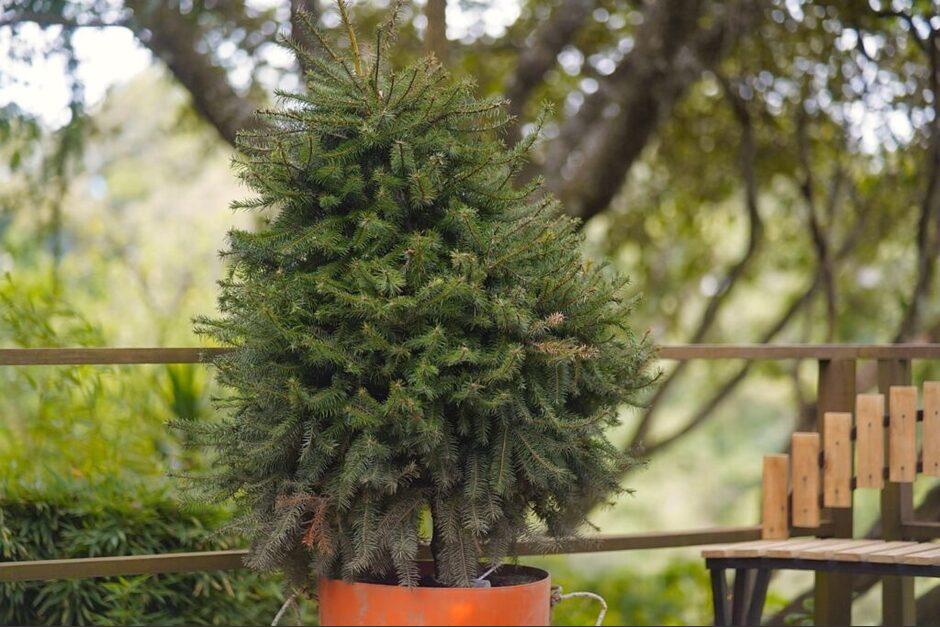 Los árboles de pinabete que están disponibles para la temporada navideña provenienen de plantaciones autorizadas y manejadas responsablemente. (Foto: Conap)