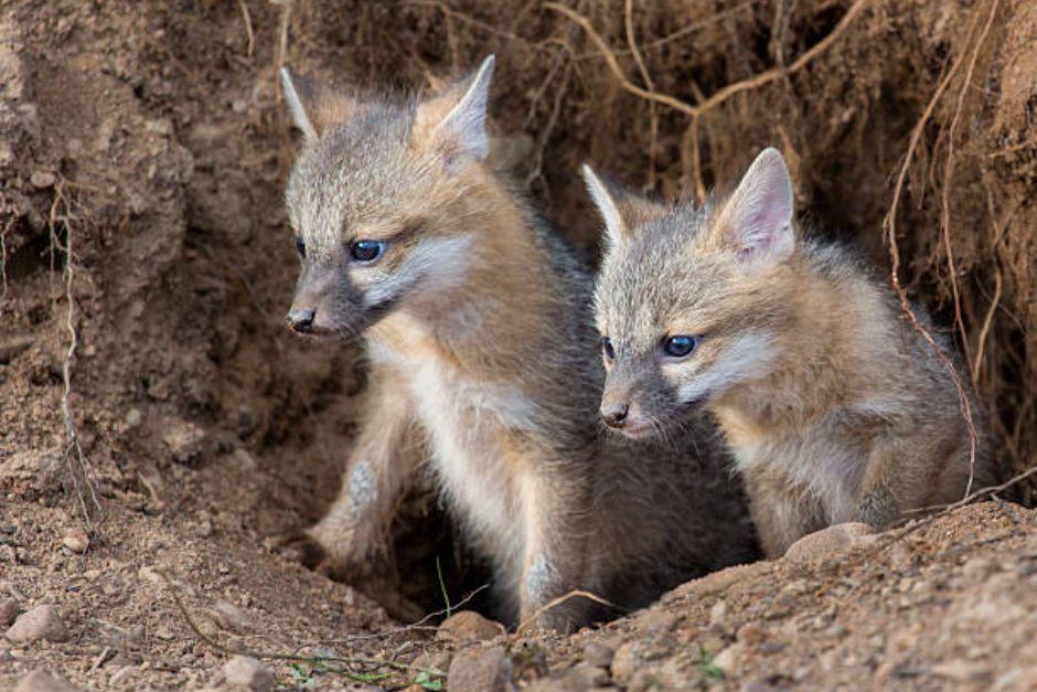 Una hembra y tres crías han sido vistos en cercanías de la colonia Oakland, zona 10. (Foto ilustrativa: istock)