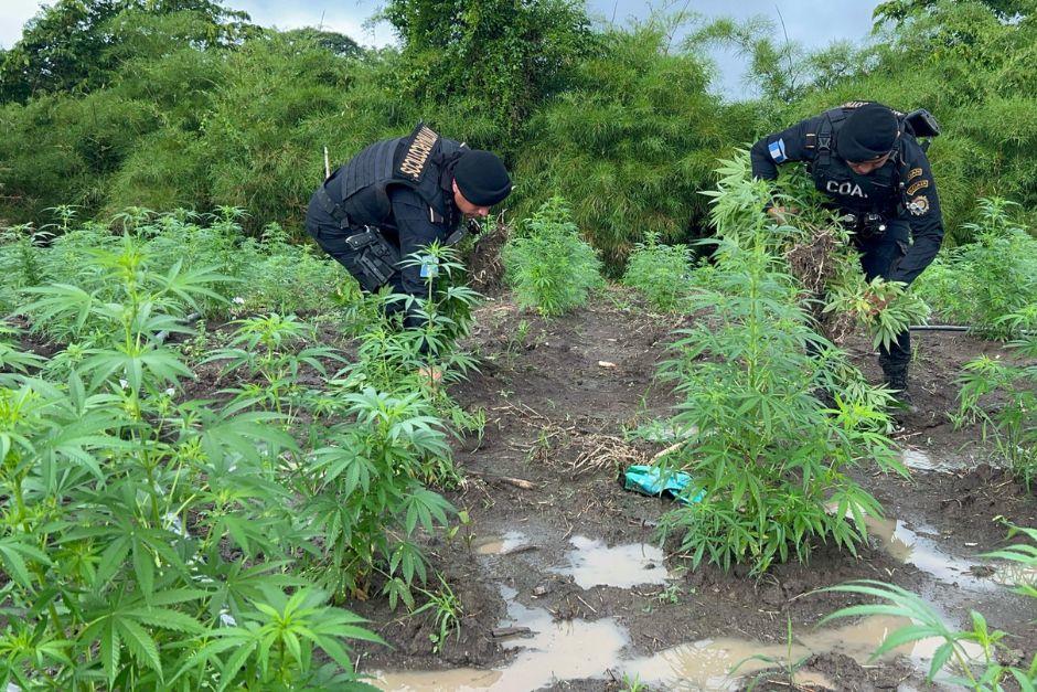 Cada mata de marihuana estaría valorada en Q375. (Foto: PNC)