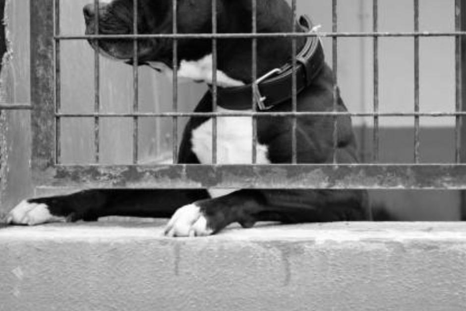 Uno de los reclusos intentaba controlar a su mascota durante el conteo de reos. (Foto ilustrativa: istock)