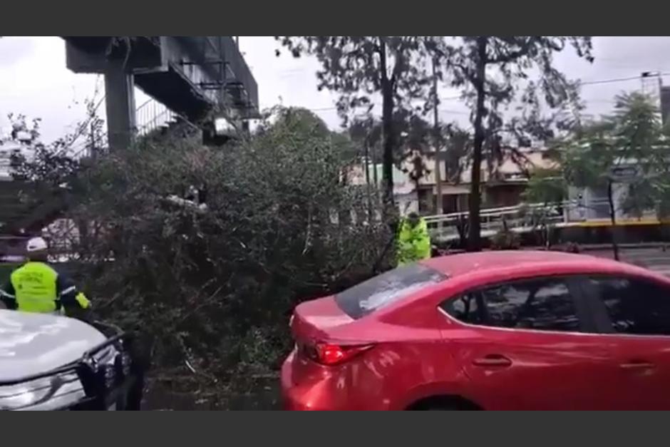 Viaducto obstaculizado por caída de árbol. (Foto: captura de video)