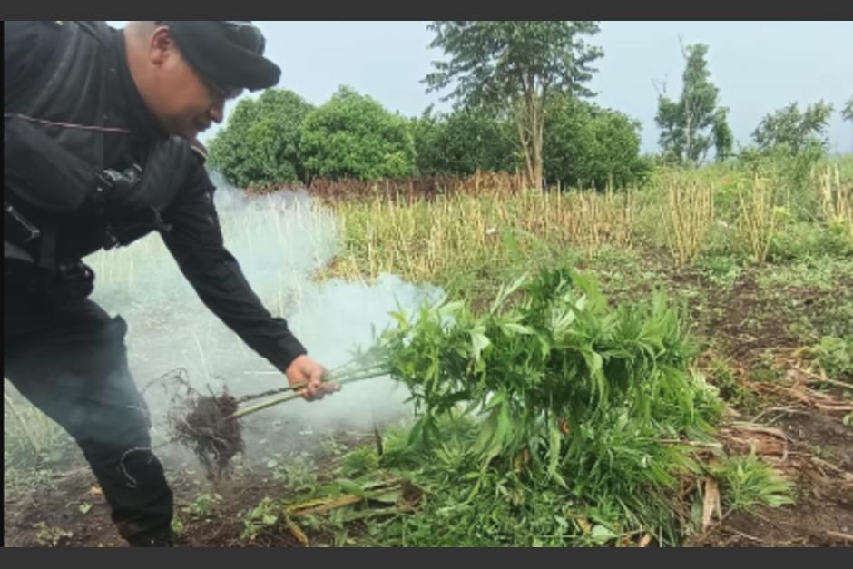 Las matas de droga localizadas estaban en la fase de aprovechamiento. (Foto:PNC)
