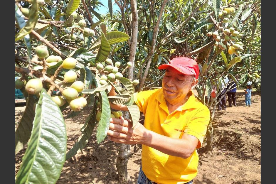 El níspero lleva un tratamiento especial para un buen crecimiento. (Foto: Carlos Vicente /Colaborador)