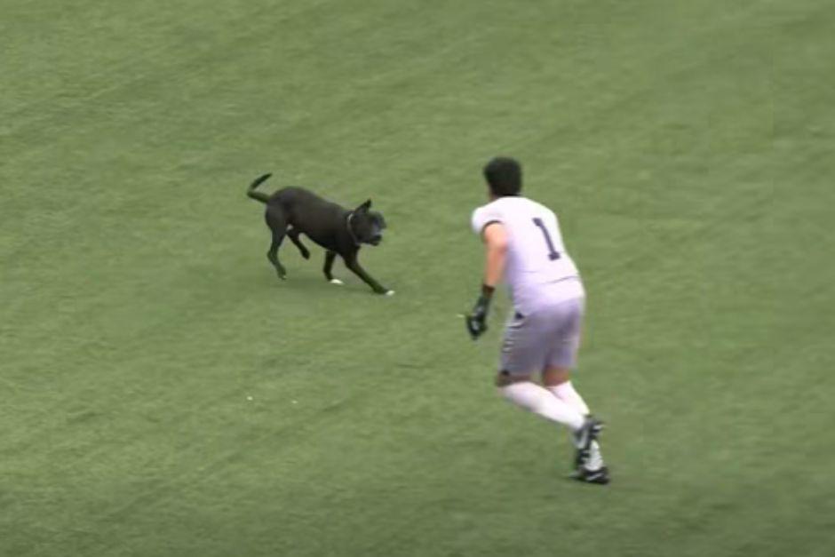 El perrito ingresó al campo jugando con una botella plástica. (Foto: captura de video de IsiDeportes)