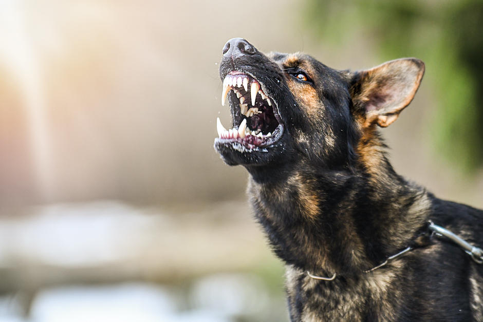 Los perros atacaron a la maestra durante un desfile cívico. (Foto ilustrativa: Shutterstock)