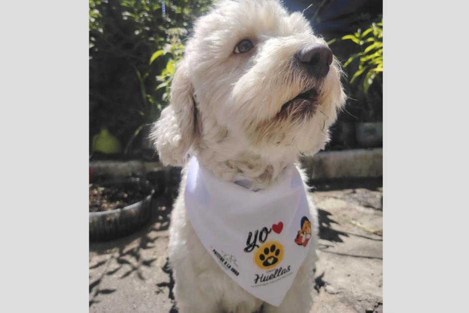 Colectivos, asociaciones y voluntarios manifestaron para exigir al Congreso acciones concretas por los animales del país. (Foto: Patitas a la obra)