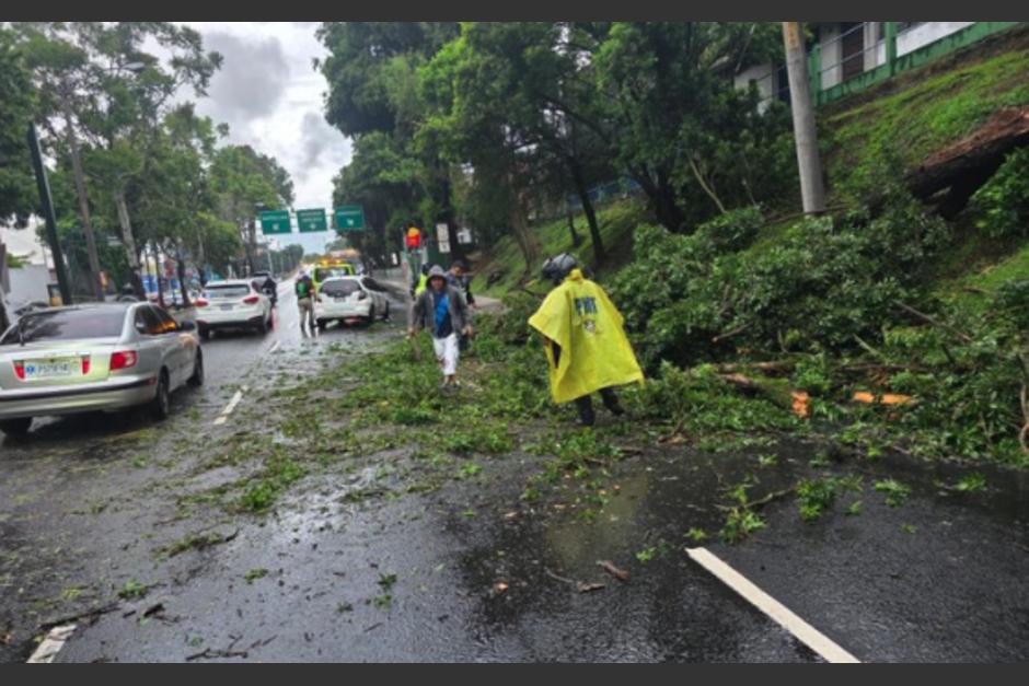 El árbol cayó debido a las fuertes lluvias registradas en el sector. (Foto: Amílcar Montejo)