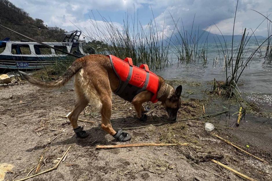 La sección canina se unió a la búsqueda y rastreo de Jesler Palacios en el lago Atitlán. (Foto: Alfonso Guárquez/Colaborador)