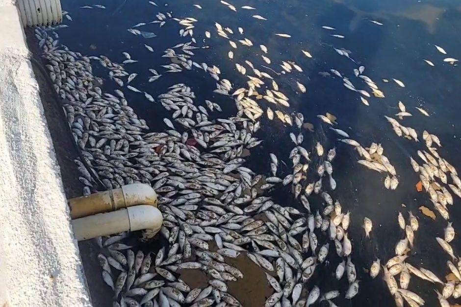 Ocho sacos fueron llenados con peces muertos a la orilla del Malecón, Puerto Barrios. (Foto: RRSS)
