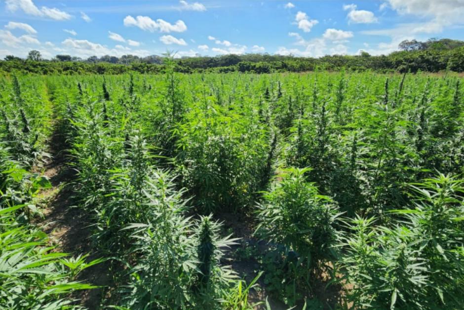 Así lucía el campo de mariguana previo a ser destruido por agentes de la PNC en Las Cruces, Petén. (Foto: Canva/Soy502)