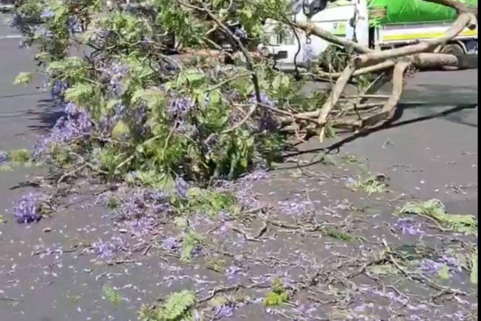 Imagen del árbol que cayó sobre la vía pública en la zona 11 de la capital. (Foto: redes sociales/Soy502)