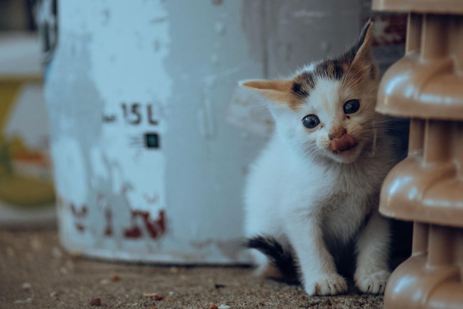 Así puedes apoyar al rescate de un gatito sin hogar. (Foto: Pexels)
