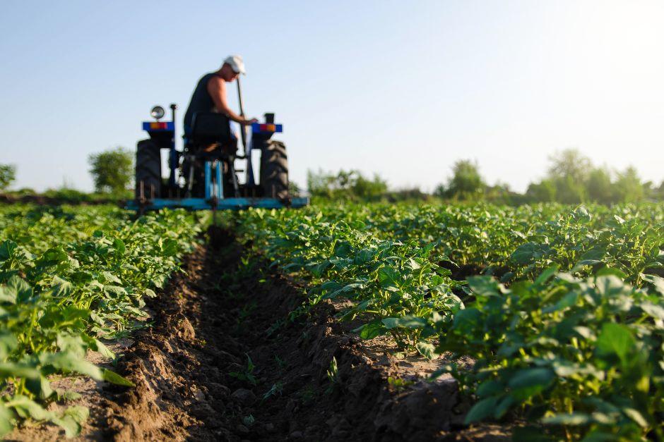 A pesar de las dificultades que atraviesa el sector, la agroindustria de Guatemala se posiciona como esencial para la economía del país. (Foto ilustrativa: Shutterstock)