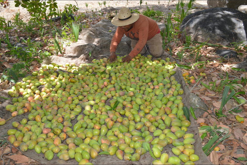 Parte del producto se destina a su maduración y venta posterior al público. (Foto: Juan Carlos Aquino)