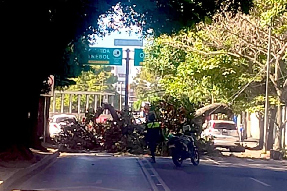 El árbol impide el paso en zona 13. (Foto: MuniGuate)