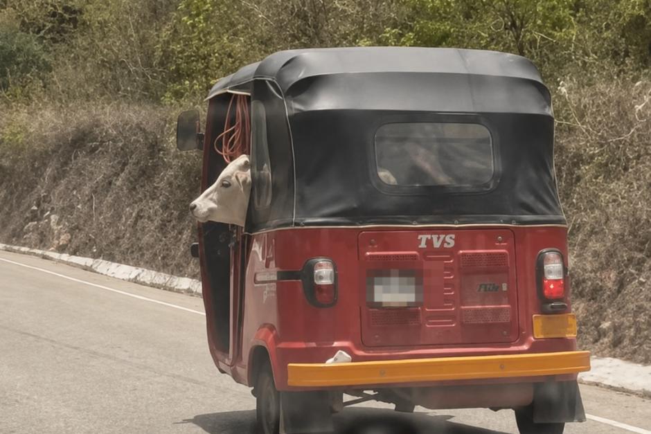 Personas que se conducían en carretera observaron la inusual manera de transportar a un becerro. (Foto: Captura de video)