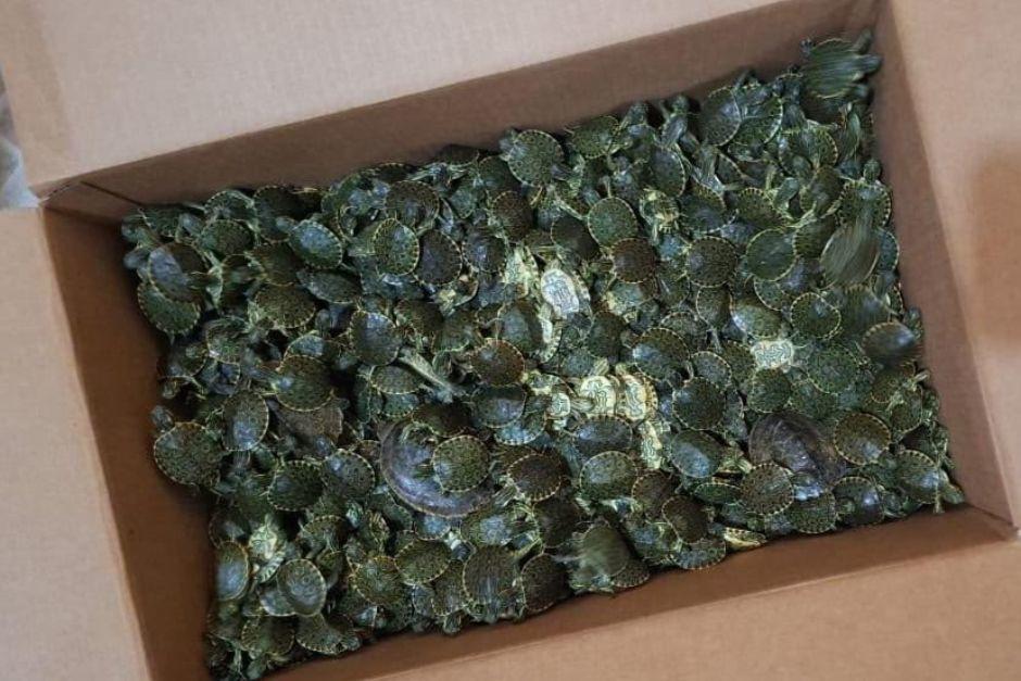 Las especies eran trasladadas en una caja de cartón y en un costal. (Foto vía: Policía Nacional Civil)