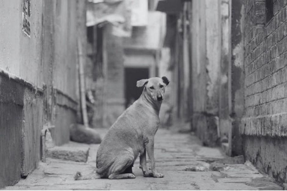 El detenido es señalado de haberle disparado a un perro quitándole la vida. (Foto ilustrativa: iStock)