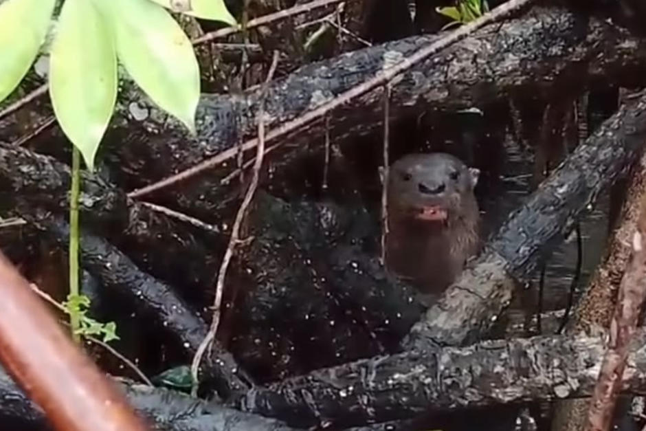 Una nutria fue captada entre los manglares. (Foto: Captura de pantalla)