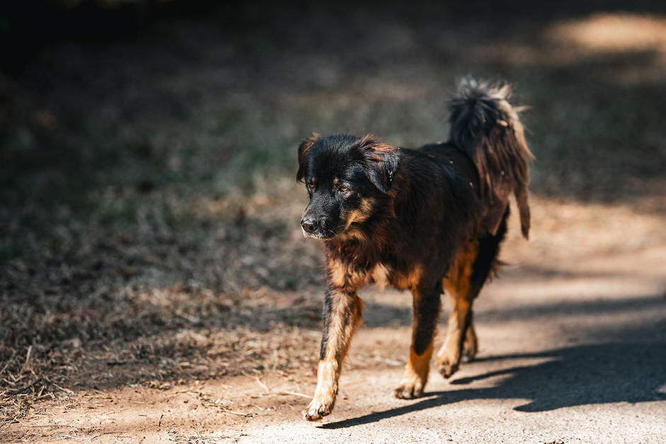Así puedes cambiar la vida de un perro. (Foto: Pexels)